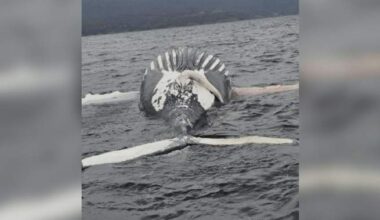 Another humpback whale found dead in B.C. waters - BC