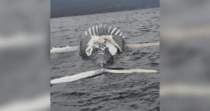 Another humpback whale found dead in B.C. waters - BC