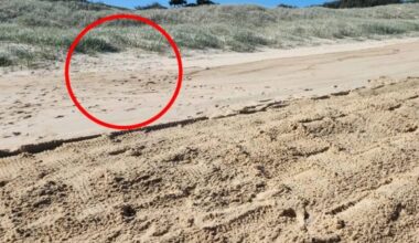 What Volunteers Found On This Beach Sparked A Fierce Battle Between Nature, Tourists, And Tire Tracks