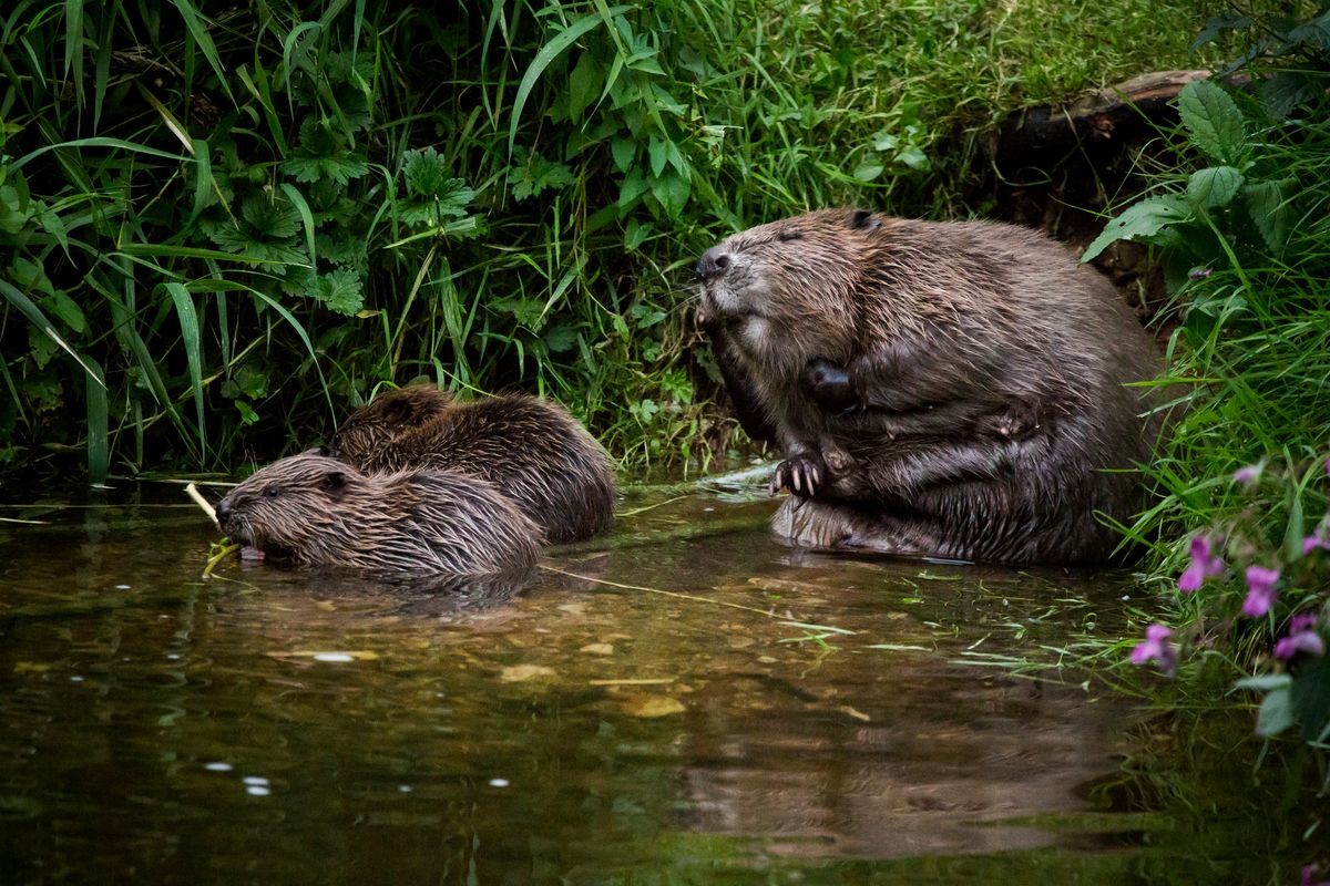 A beaver is a keystone species