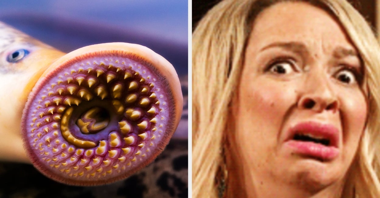 Earth's Scariest Creatures: 16 Nightmare Animals