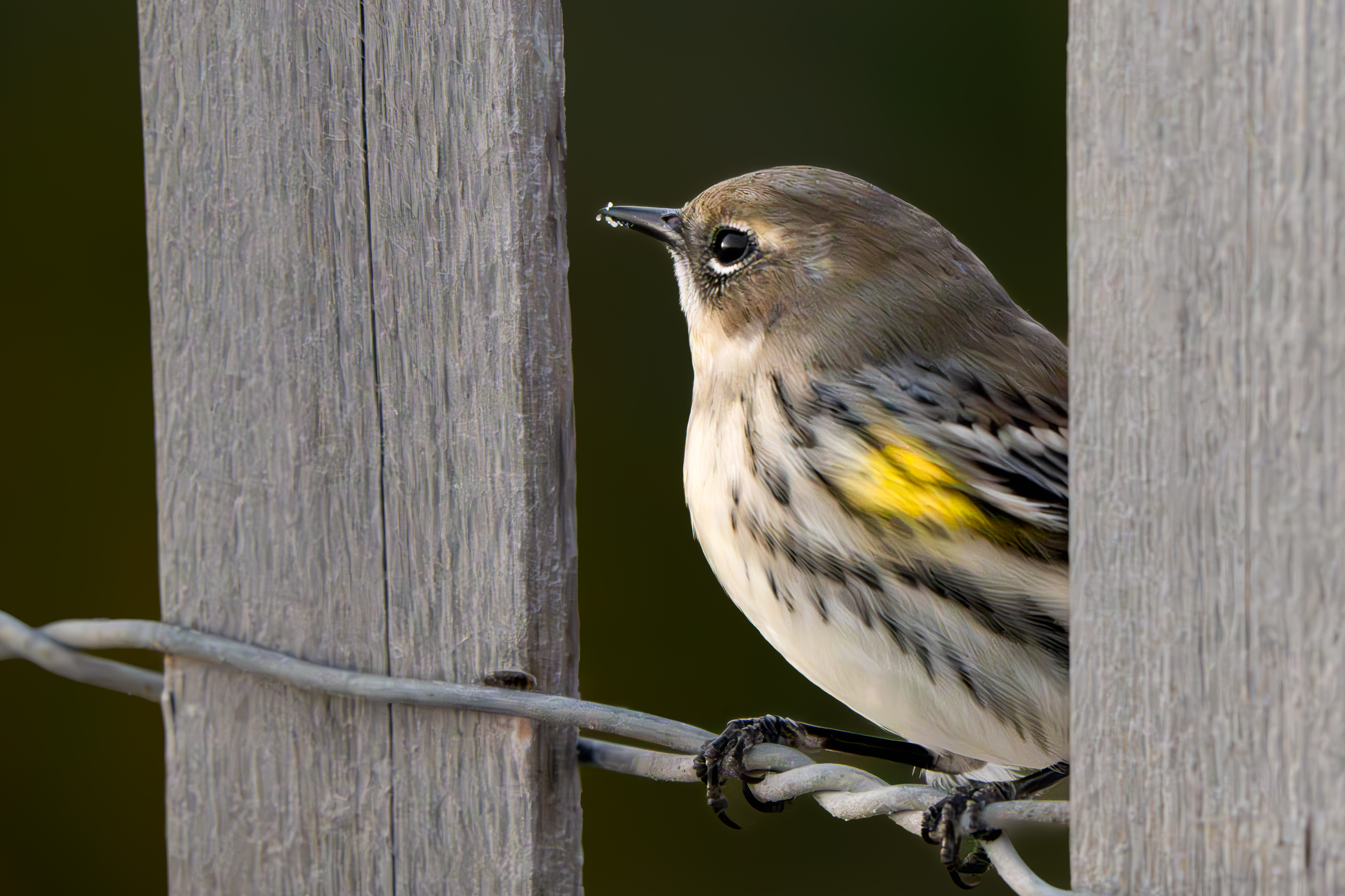 A wildlife photograph by 10-year-old Tyler DeVane of a bird on a wire