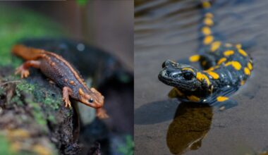 a side-by-side comparison of a newt and a salamander