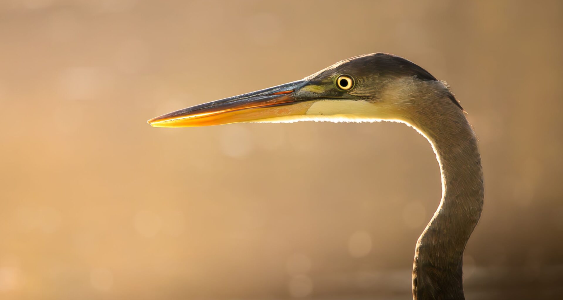 "It doesn’t matter if you are good or bad. Just enjoy it.” These stunning wildlife photos were shot by a 10-year-old with a bridge camera