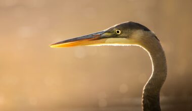 "It doesn’t matter if you are good or bad. Just enjoy it.” These stunning wildlife photos were shot by a 10-year-old with a bridge camera
