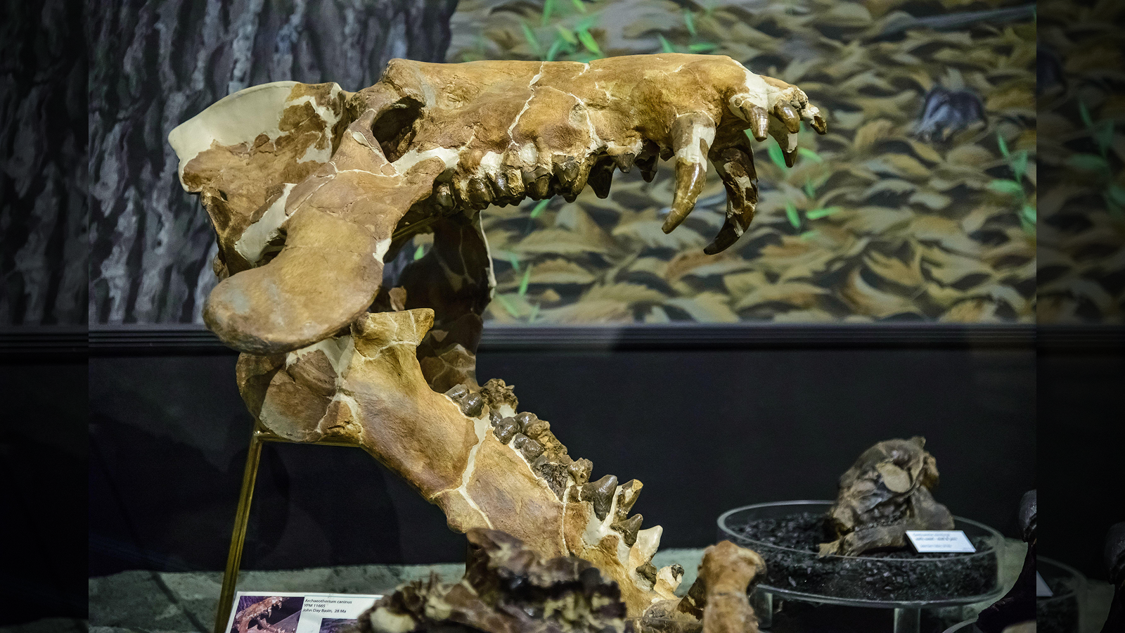 A photo of a large Archaeotherium skull on display at John Day Fossil Beds National Monument in Oregon.