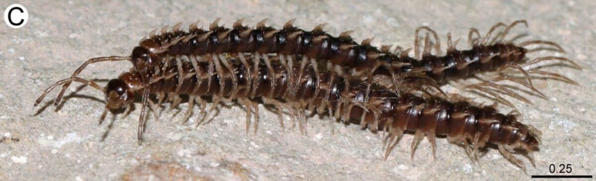 A Mating Pair Of Desmoxytes Chaofa, Or Princess Dragon Millipedes