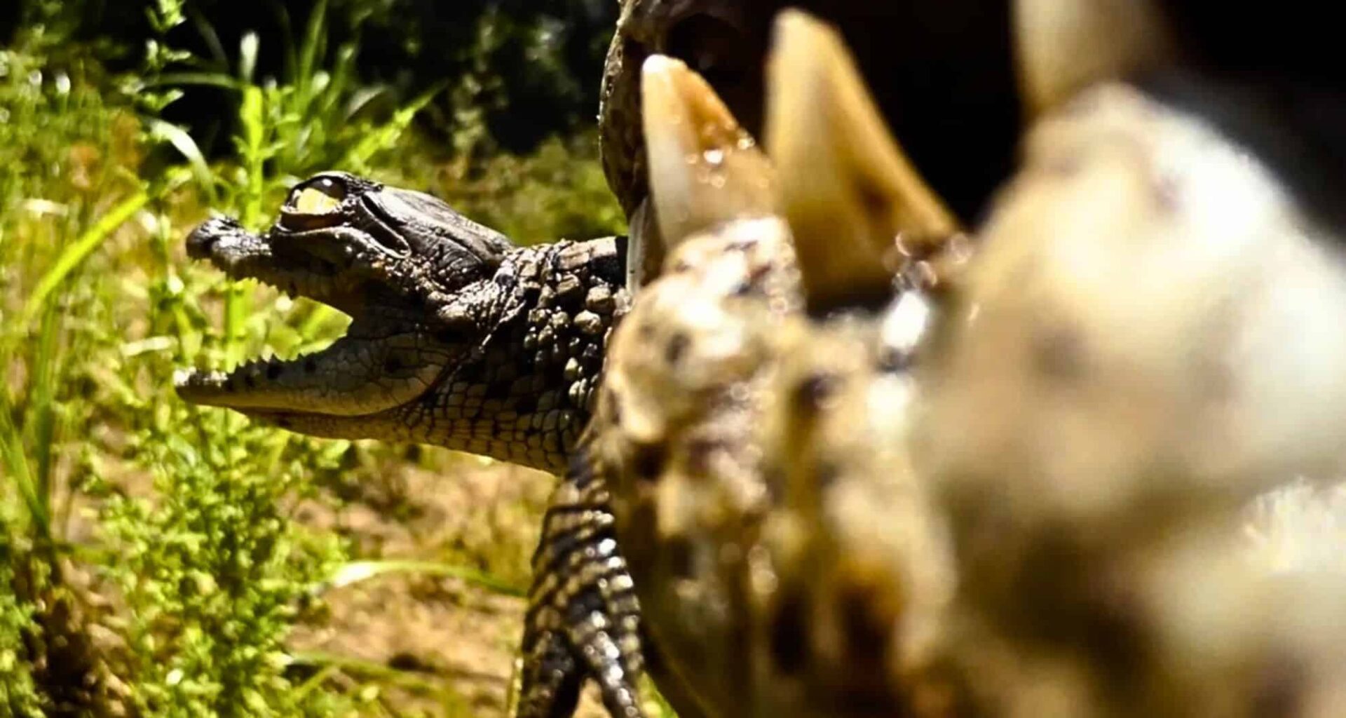 A Nile Crocodile Hatchling Being Carried In The Jaws Of An Adult