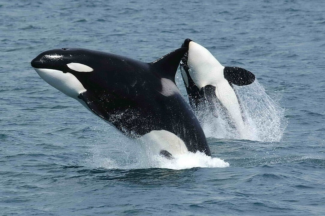 A study found wild orcas have occasionally offered food to humans in different encounters