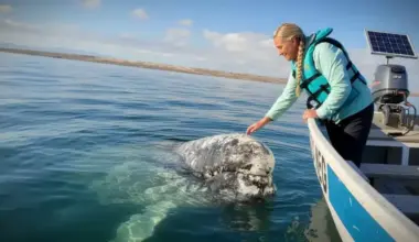 A whale asks for help: the moving story of a captain and his astonishing bond with ocean giants