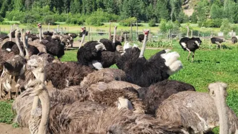 Universal Ostrich Farms/Facebook Image shows ostriches at the farm