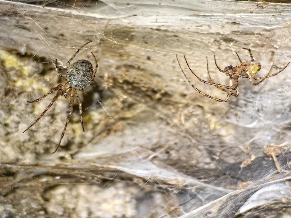 An undated image shows a female, left, and male Metellina Merianae spider in their individual webs on a wall in Sulfur Cave, on the Greek-Albanian border. / Credit: Istvan Urak / AP