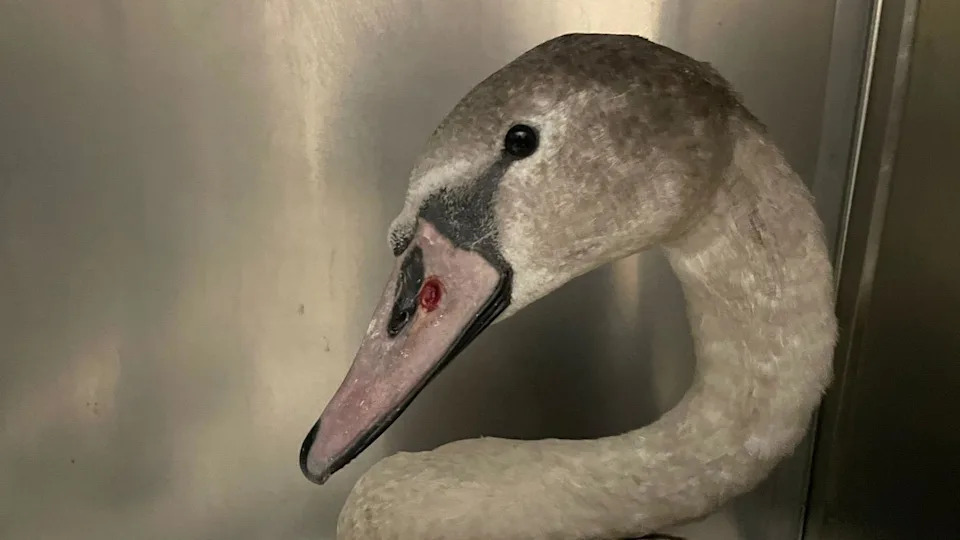The swan after the ball bearing was removed. A red gouge is present on the bird's beak where the ball bearing has been removed.