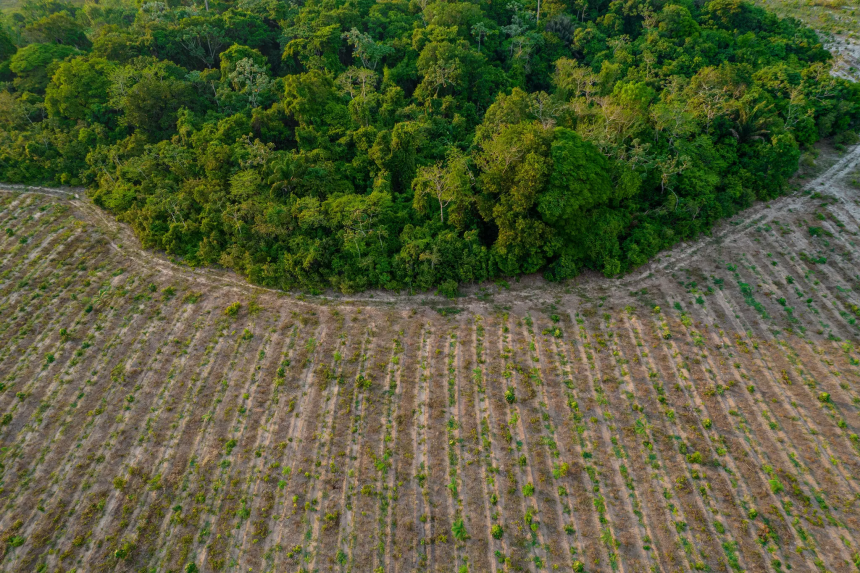 A restoration project in the Amazon rainforest.