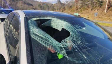 North Carolina driver tells 911: ‘I just had a bald eagle drop a cat through my windshield’