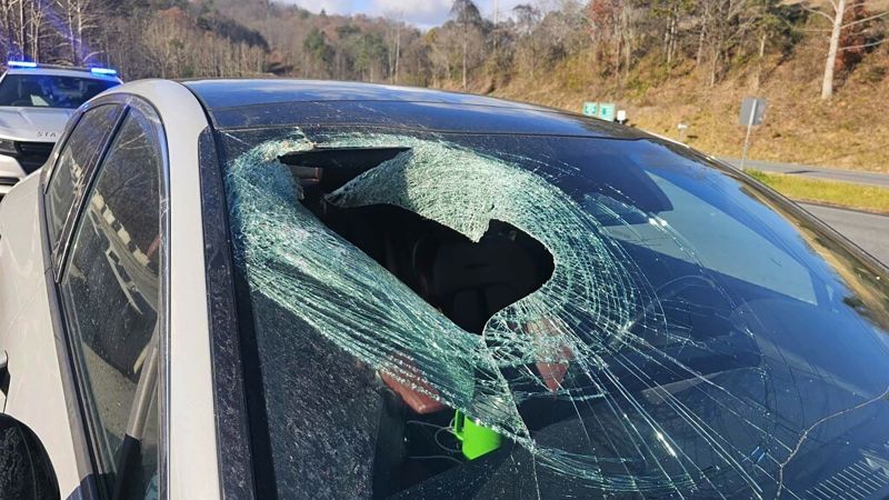 North Carolina driver tells 911: ‘I just had a bald eagle drop a cat through my windshield’