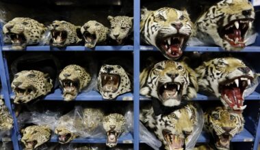 Global tiger trafficking crisis worsens with 9 big cats seized monthly