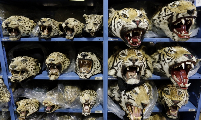 Global tiger trafficking crisis worsens with 9 big cats seized monthly