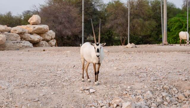 Over the last few decades, Qatar has made huge strides in conservation, allowing its wildlife to flourish.