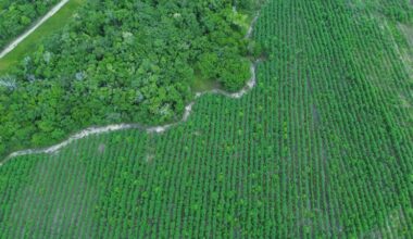 How drones and AI are protecting the Brazilian rainforest