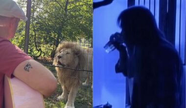 Zoo Lions' Unexpected Reaction to Man Playing '90s Rock Hit