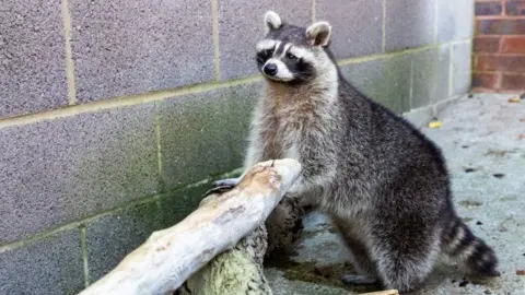Emma Jacobs/RSPCA A racoon, with its front paws on a piece of wood. It is looking forward. The ground is concrete and the wall is concrete brick. 