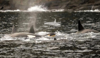 Wildlife Photographer Gets 'First-Ever' Photos of an Orca Birth, Which Included a 'Protective Circle' of Killer Whales
