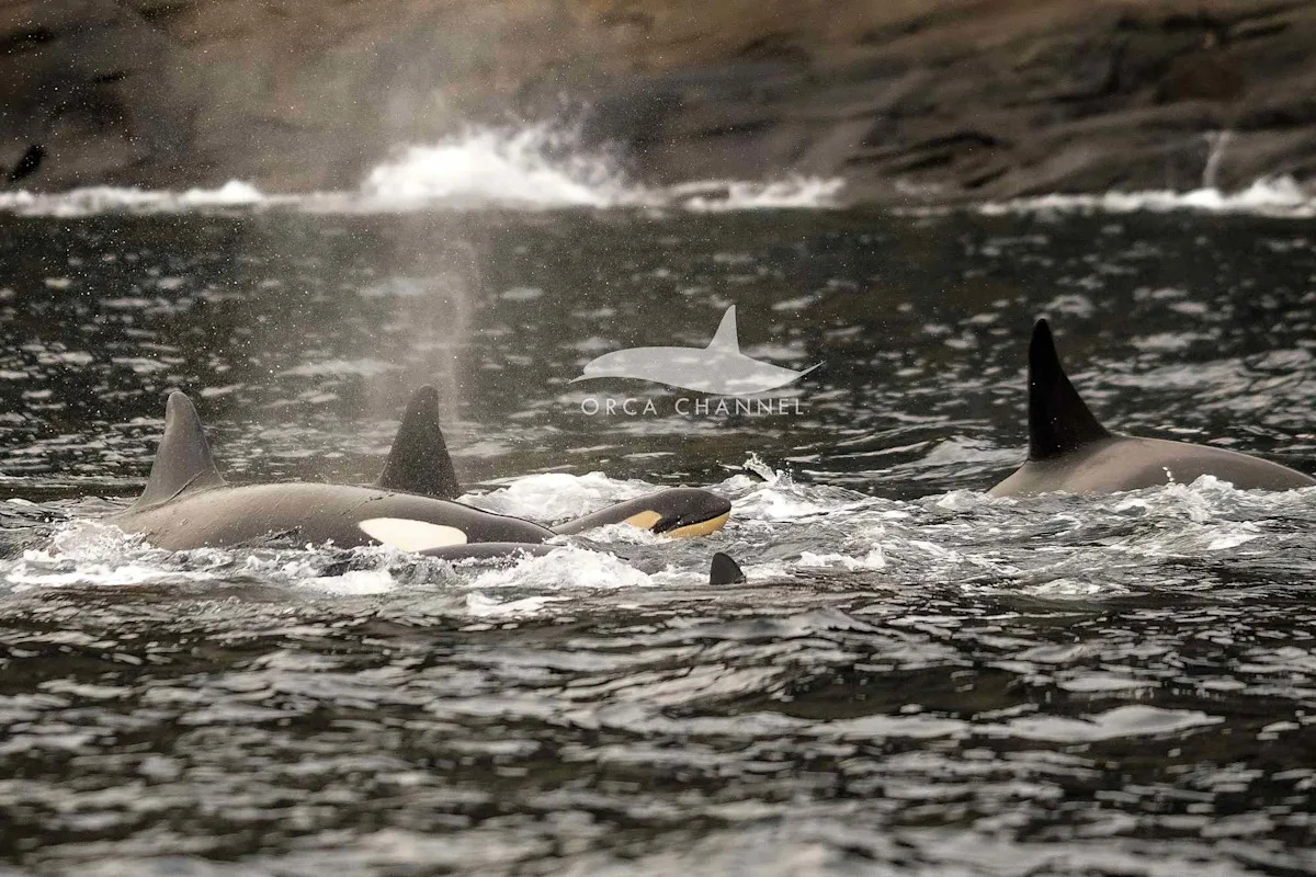 Wildlife Photographer Gets 'First-Ever' Photos of an Orca Birth, Which Included a 'Protective Circle' of Killer Whales