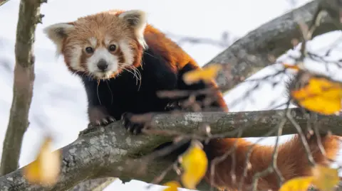 Hertfordshire Zoo A red pands sits on a tree branch