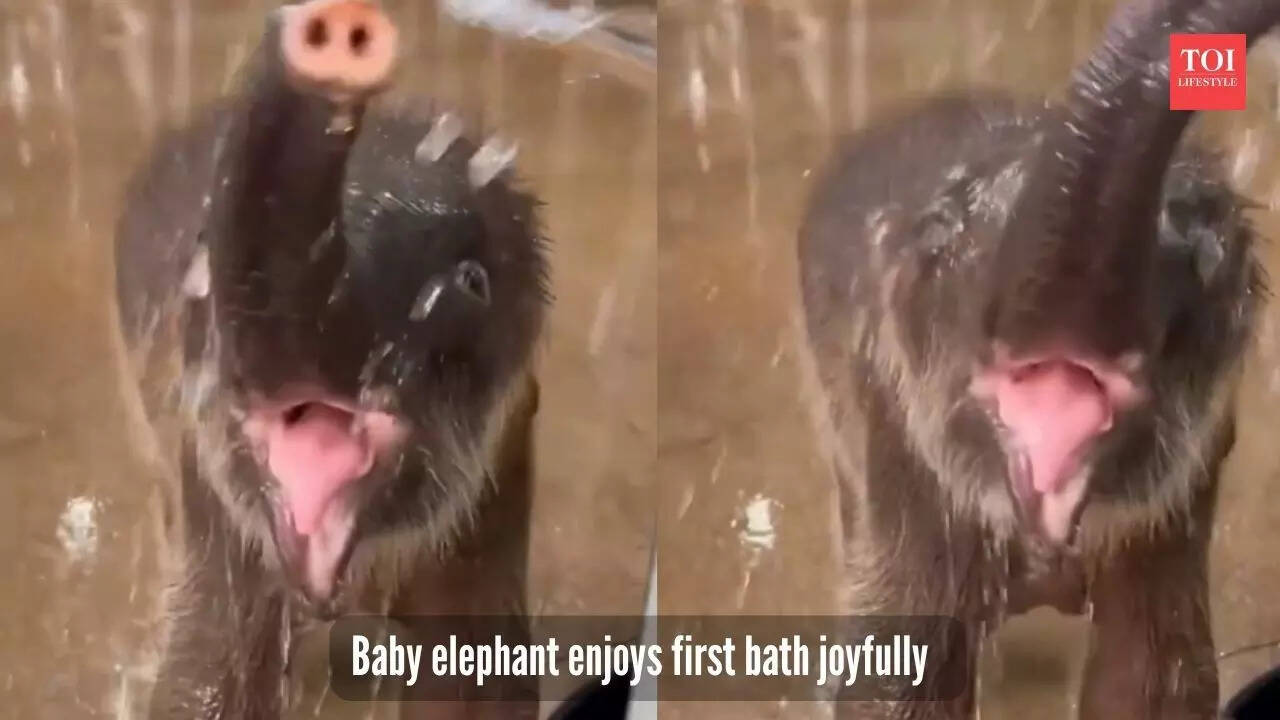 Baby elephant enjoys first bath joyfully
