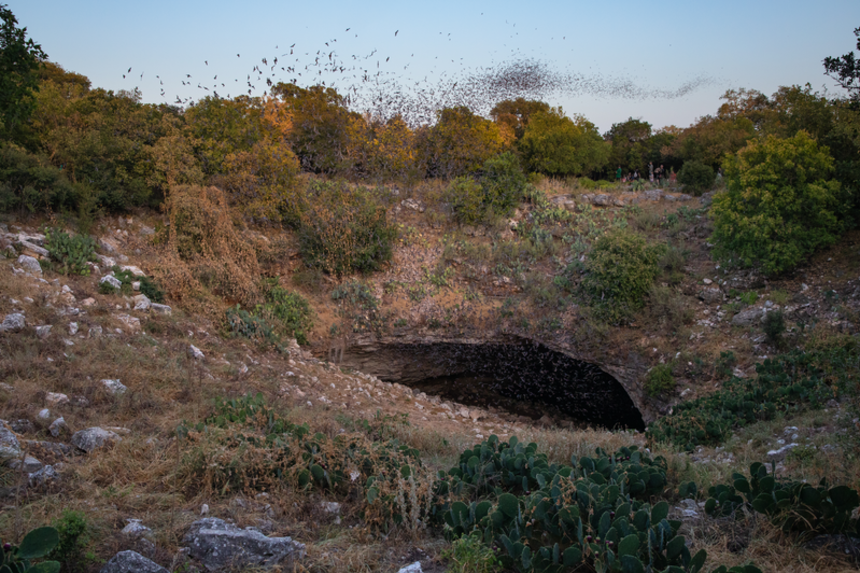 Mexican free-tailed bats in flight.