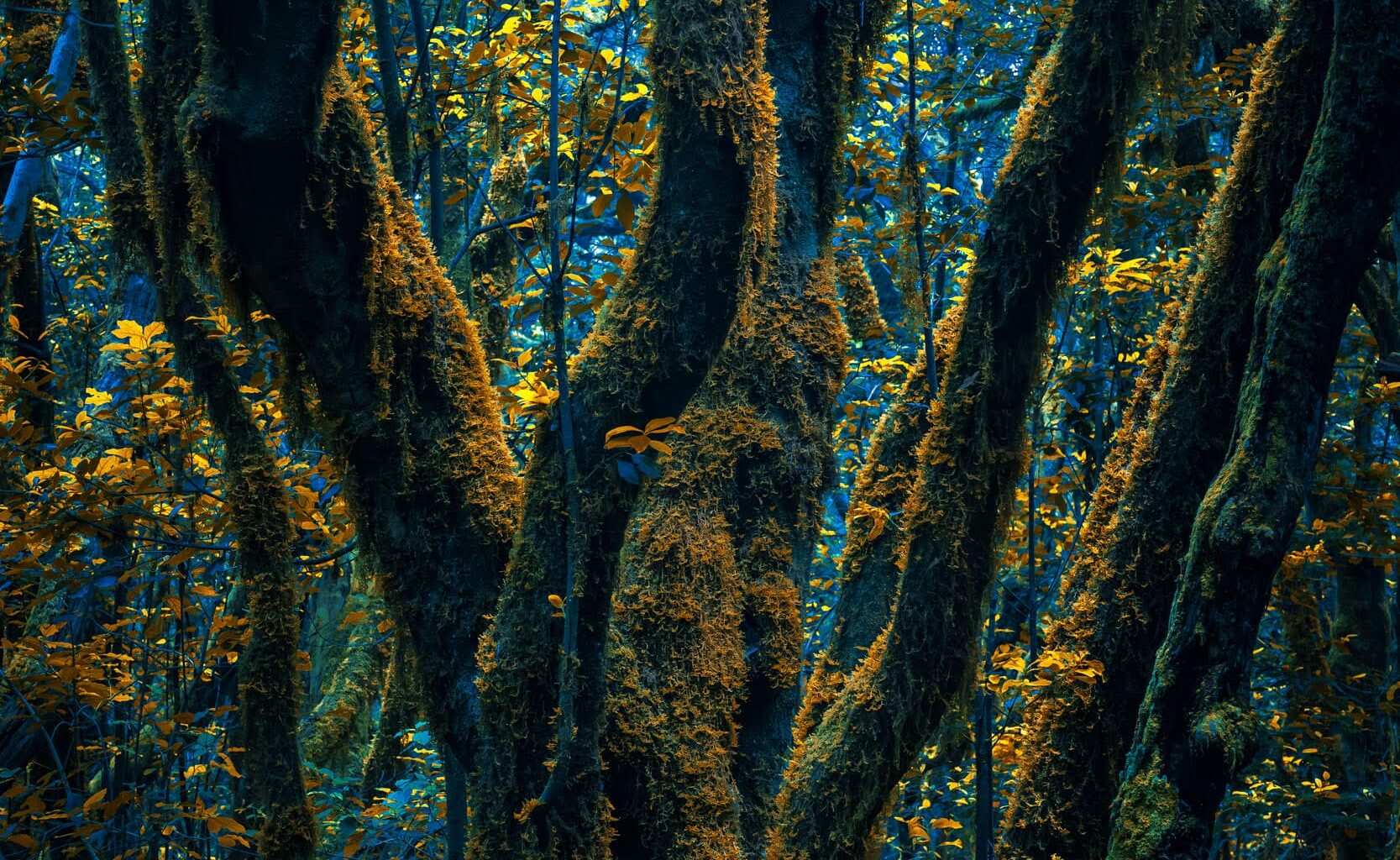 a photograph of a forest with uncanny colors in teal and yellow