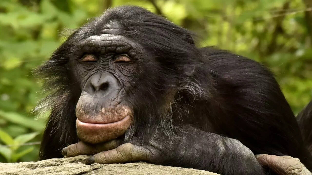 Bonobo