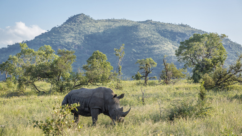 a southern white rhino in Africa