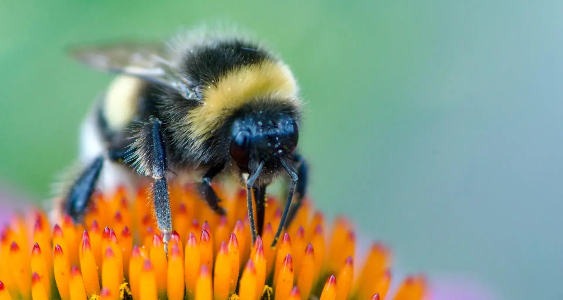 Scientists shocked as bumblebees learn to read simple “Morse code”