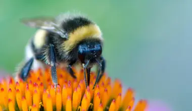 Scientists shocked as bumblebees learn to read simple “Morse code”