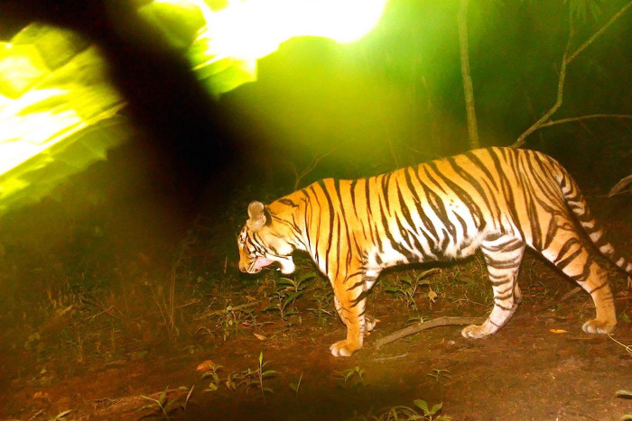 Bangkok Post - Sai Yok camera captures new tiger cub in wild