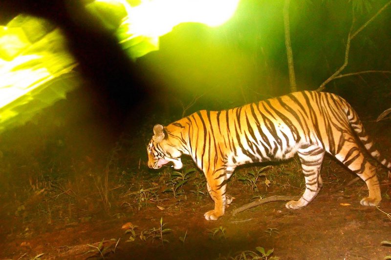 A new tiger cub is captured via a camera trap at Sai Yok National Park in Kanchanaburi. (Photo courtesy of Sai Yok National Park)