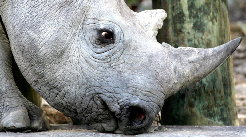A 33-month-old black rhino is seen at a game reserve near Cape Town, South Africa, on Jan 8, 2005. (File photo: Reuters)
