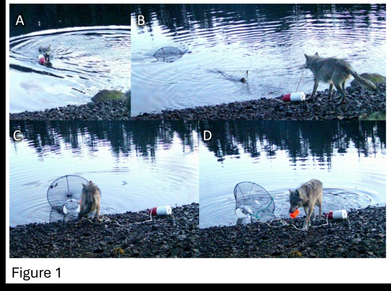 The wolf dragged a green crab trap from the water to the shore to eat its bait in the Heiltsuk Indigenous territory of Canada.