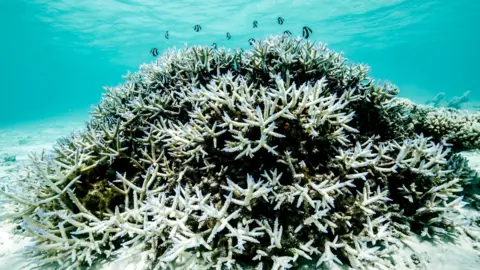 Peter Mumby Coral that has turned white with fish swimming nearby
