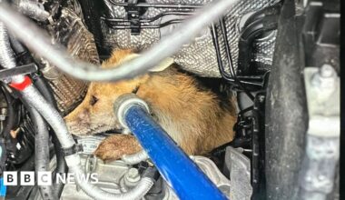 Fox stuck in Amazon van engine delivered to safety