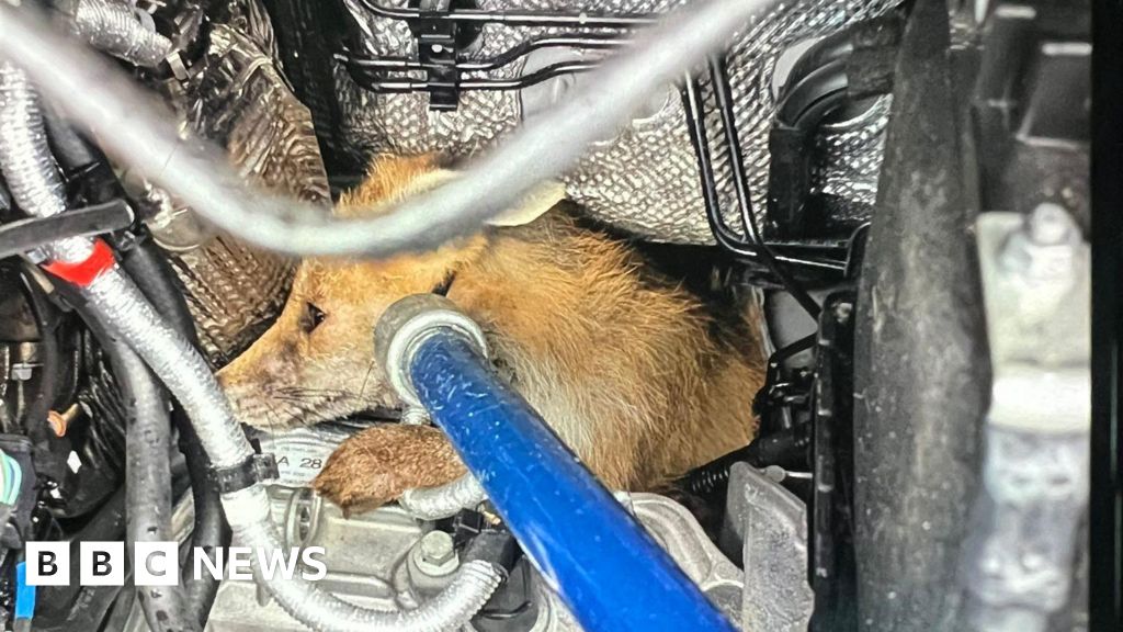 Fox stuck in Amazon van engine delivered to safety