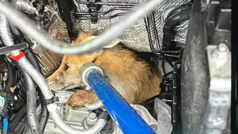 RSPCA Young fox trapped inside the engine of a Amazon delivery van, trying to be rescued by RSPCA worker with grasper
