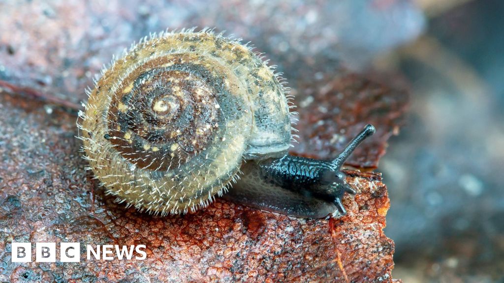 Conservationists unite to save London’s rare 'German' hairy snail