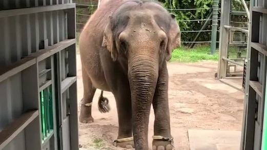 Monarto welcomes fifth elephant in greatest transport effort yet