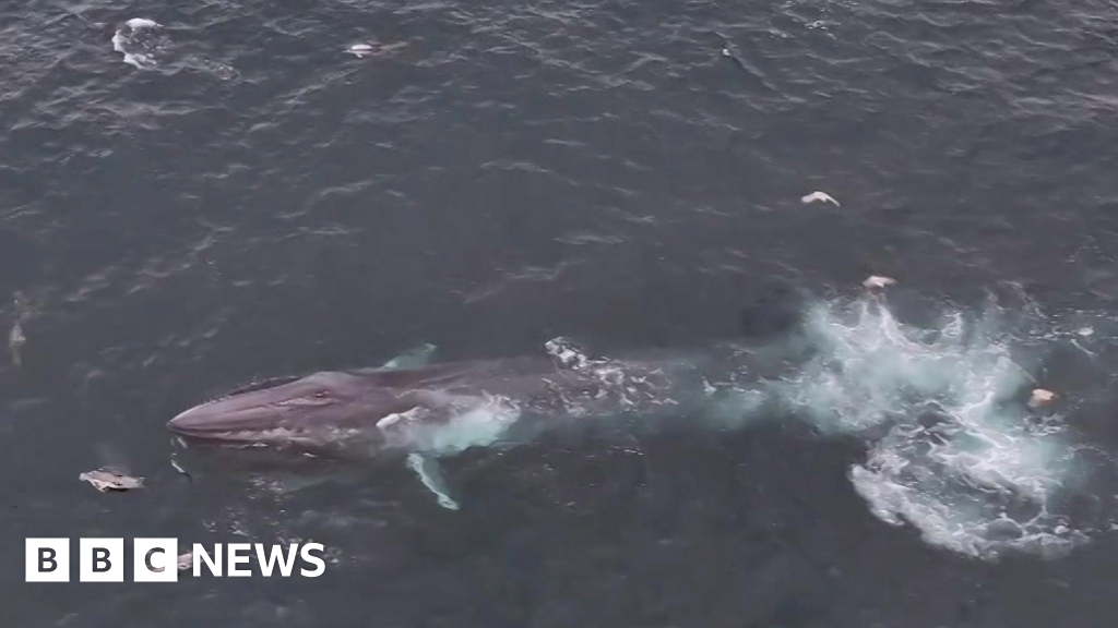 Cornwall's coast becomes a whale-watching hotspot