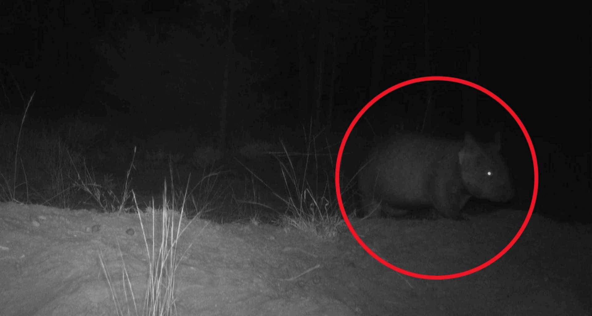 Cameras Capture Once Nearly Extinct Species Thriving Again In Queensland