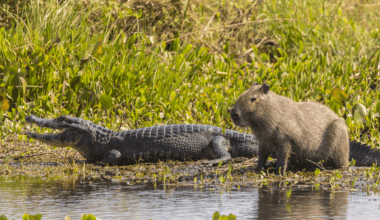 Why Do Crocodiles Not Eat Capybara?