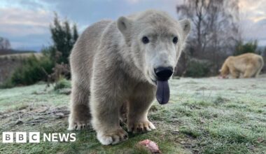 Highland polar bear to meet his brother in temporary zoo move